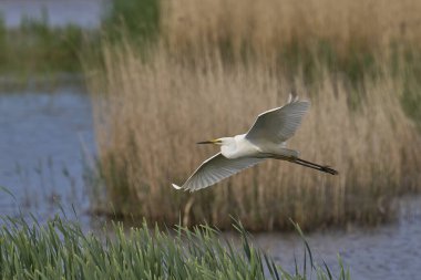 Büyük Beyaz Akbalıkçıl (Ardea alba) Somerset Düzey, İngiltere 'de sazlıklar üzerinde uçar.