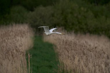 Büyük Beyaz Akbalıkçıl (Ardea alba) Somerset Düzey, İngiltere 'de sazlıklar üzerinde uçar.