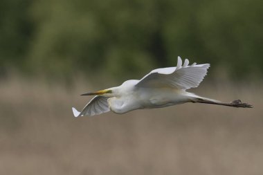 Büyük Beyaz Akbalıkçıl (Ardea alba) Somerset Düzey, İngiltere 'de sazlıklar üzerinde uçar.