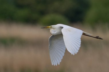 Büyük Beyaz Akbalıkçıl (Ardea alba) Somerset Düzey, İngiltere 'de sazlıklar üzerinde uçar.