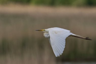 Büyük Beyaz Akbalıkçıl (Ardea alba) Somerset Düzey, İngiltere 'de sazlıklar üzerinde uçar.