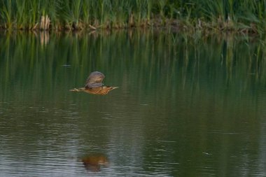 Bittern (Botaurus Stellaris) Somerset Düzey, İngiltere 'deki sazlıklar üzerinde uçar.
