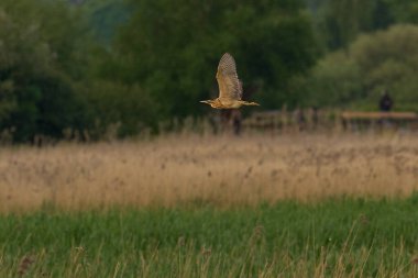Bittern (Botaurus Stellaris) Somerset Düzey, İngiltere 'deki sazlıklar üzerinde uçar.