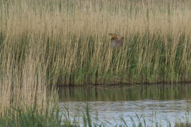 Bittern (Botaurus Stellaris) Somerset Düzey, İngiltere 'deki sazlıklar üzerinde uçar.
