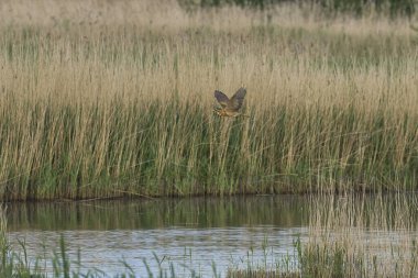 Bittern (Botaurus Stellaris) Somerset Düzey, İngiltere 'deki sazlıklar üzerinde uçar.
