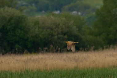 Bittern (Botaurus Stellaris) Somerset Düzey, İngiltere 'deki sazlıklar üzerinde uçar.