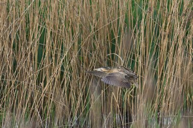 Bittern (Botaurus Stellaris) Somerset Düzey, İngiltere 'de bir sazlık yatağında.                               