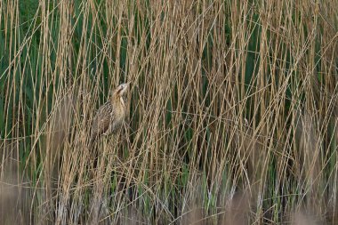 Bittern (Botaurus Stellaris) Somerset Düzey, İngiltere 'de bir sazlık yatağında.                               