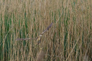 Bittern (Botaurus Stellaris) Somerset Düzey, İngiltere 'de bir sazlık yatağında.                               