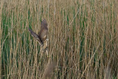 Bittern (Botaurus Stellaris) Somerset Düzey, İngiltere 'de bir sazlık yatağında.                               