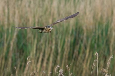 Bittern (Botaurus Stellaris) Somerset Düzey, İngiltere 'deki sazlıklar üzerinde uçar.