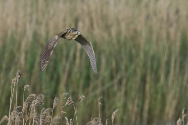 Bittern (Botaurus Stellaris) Somerset Düzey, İngiltere 'deki sazlıklar üzerinde uçar.