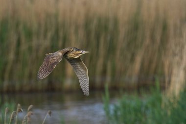 Bittern (Botaurus Stellaris) Somerset Düzey, İngiltere 'deki sazlıklar üzerinde uçar.