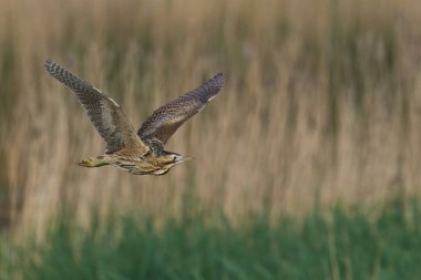Bittern (Botaurus Stellaris) Somerset Düzey, İngiltere 'deki sazlıklar üzerinde uçar.