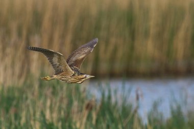 Bittern (Botaurus Stellaris) Somerset Düzey, İngiltere 'deki sazlıklar üzerinde uçar.