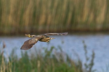 Bittern (Botaurus Stellaris) Somerset Düzey, İngiltere 'deki sazlıklar üzerinde uçar.