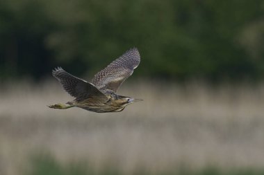Bittern (Botaurus Stellaris) Somerset Düzey, İngiltere 'deki sazlıklar üzerinde uçar.