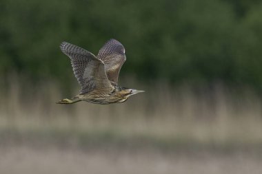 Bittern (Botaurus Stellaris) Somerset Düzey, İngiltere 'deki sazlıklar üzerinde uçar.