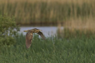 Bittern (Botaurus Stellaris) Somerset Düzey, İngiltere 'deki sazlıklar üzerinde uçar.