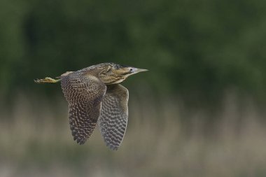Bittern (Botaurus Stellaris) Somerset Düzey, İngiltere 'deki sazlıklar üzerinde uçar.