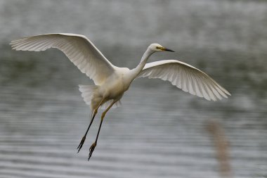 Büyük Beyaz Akbalıkçıl (Ardea alba) Somerset seviyelerinde uçuyor, İngiltere.