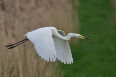 Büyük Beyaz Akbalıkçıl (Ardea alba) Somerset seviyelerinde uçuyor, İngiltere.