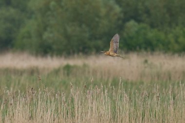 Bittern (Botaurus Stellaris) Somerset Düzey, İngiltere 'de uçuşta.