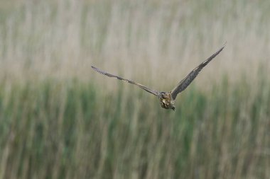 Bittern (Botaurus Stellaris) Somerset Düzey, İngiltere 'de uçuşta.