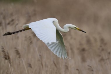 Büyük Beyaz Akbalıkçıl (Ardea alba) Somerset seviyelerinde uçuyor, İngiltere.