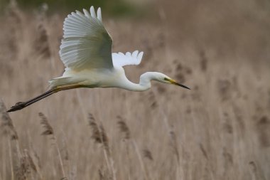 Büyük Beyaz Akbalıkçıl (Ardea alba) Somerset seviyelerinde uçuyor, İngiltere.