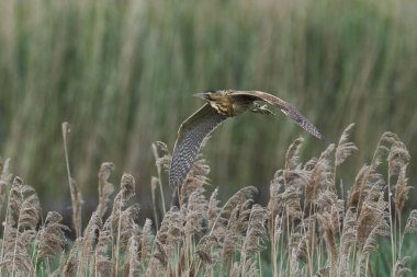 Bittern (Botaurus Stellaris) Somerset Düzey, İngiltere 'de uçuşta.