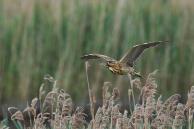 Bittern (Botaurus Stellaris) Somerset Düzey, İngiltere 'de uçuşta.