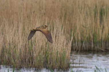 Bittern (Botaurus Stellaris) Somerset Düzey, İngiltere 'de uçuşta.