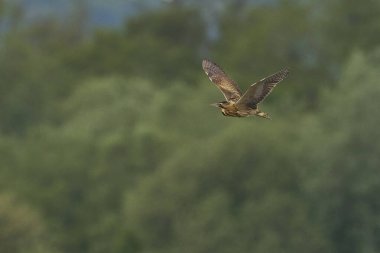 Bittern (Botaurus Stellaris) Somerset Düzey, İngiltere 'de uçuşta.