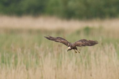 Marsh Harrier (Circus aeruginosus), Birleşik Krallık 'taki Somerset Düzey' de bir sazlığın üzerinde avlanmaktadır.
