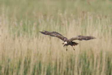 Marsh Harrier (Circus aeruginosus), Birleşik Krallık 'taki Somerset Düzey' de bir sazlığın üzerinde avlanmaktadır.