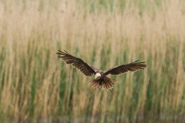 Marsh Harrier (Circus aeruginosus), Birleşik Krallık 'taki Somerset Düzey' de bir sazlığın üzerinde avlanmaktadır.
