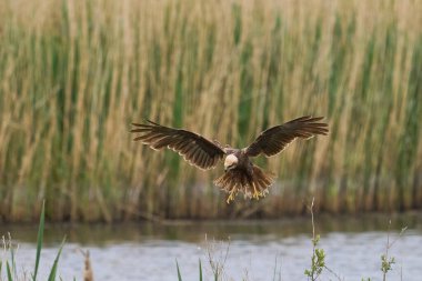 Marsh Harrier (Circus aeruginosus), Birleşik Krallık 'taki Somerset Düzey' de bir sazlığın üzerinde avlanmaktadır.