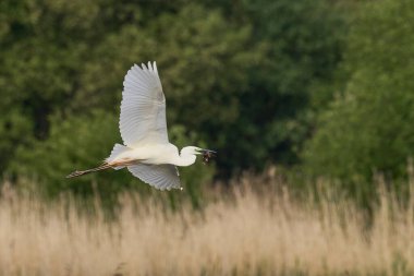 Büyük Beyaz Akbalıkçıl (Ardea alba) Somerset seviyelerinde uçuyor, İngiltere.