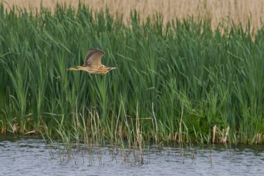 Bittern (Botaurus Stellaris) Somerset Düzey, İngiltere 'de uçuşta.