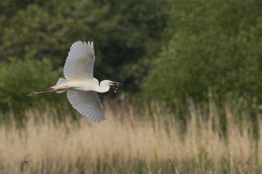 Büyük Beyaz Akbalıkçıl (Ardea alba) Somerset seviyelerinde uçuyor, İngiltere.