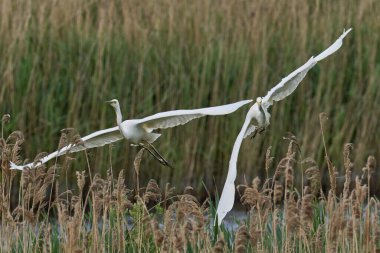 Büyük Beyaz Akbalıkçıl (Ardea alba) Somerset seviyelerinde uçuyor, İngiltere.