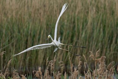 Büyük Beyaz Akbalıkçıl (Ardea alba) Somerset seviyelerinde uçuyor, İngiltere.
