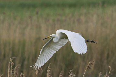 Büyük Beyaz Akbalıkçıl (Ardea alba) Somerset seviyelerinde uçuyor, İngiltere.