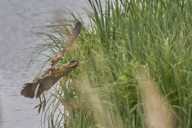 Bittern (Botaurus Stellaris) Somerset Düzey, İngiltere 'de uçuşta.