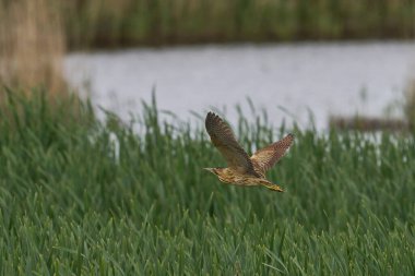 Bittern (Botaurus Stellaris) Somerset Düzey, İngiltere 'de uçuşta.
