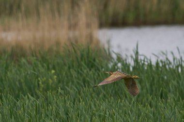 Bittern (Botaurus Stellaris) Somerset Düzey, İngiltere 'de uçuşta.