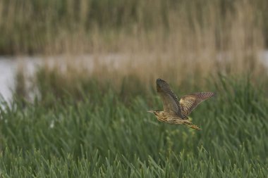 Bittern (Botaurus Stellaris) Somerset Düzey, İngiltere 'de uçuşta.