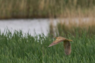 Bittern (Botaurus Stellaris) Somerset Düzey, İngiltere 'de uçuşta.