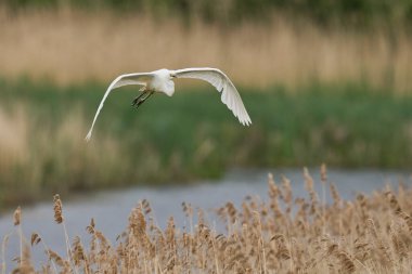 Büyük Beyaz Akbalıkçıl (Ardea alba) Somerset seviyelerinde uçuyor, İngiltere.